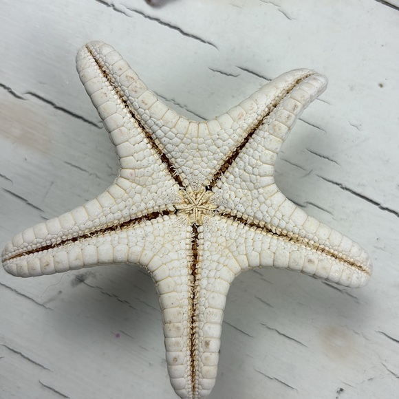 shells - Picture 6 of 15